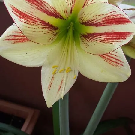 Bed & Breakfast Ma Maison